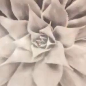 Meet your Posher, Dezarae